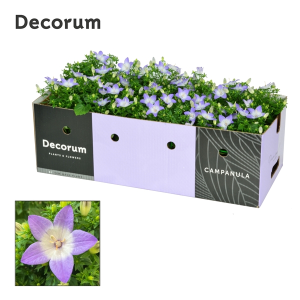 <h4>Campanula iso. Berlin Bicolor Decorum Deco box</h4>