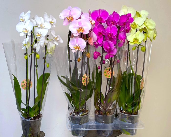 <h4>PHAL EL CASCADE</h4>