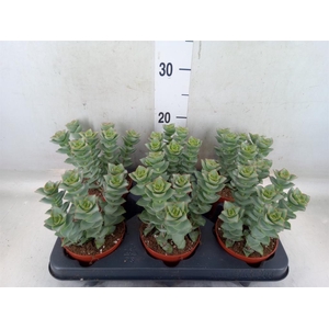 Crassula perforata 'Giant Form'