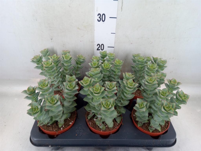 <h4>Crassula perforata 'Giant Form'</h4>