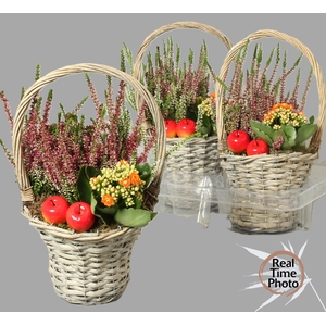ARR TUINPLANTEN