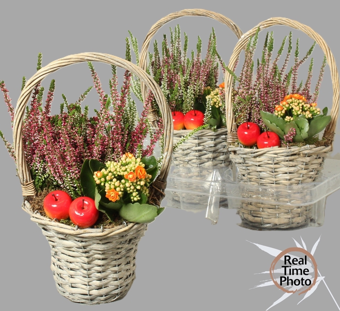<h4>ARR TUINPLANTEN</h4>