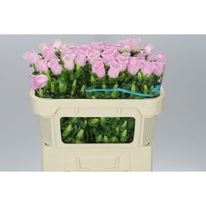 Campanula M Champ Pear Pink