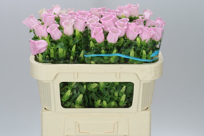 Campanula M Champ Pear Pink