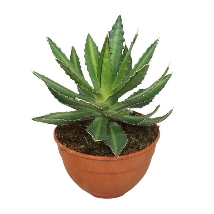 <h4>Agave lophantha</h4>