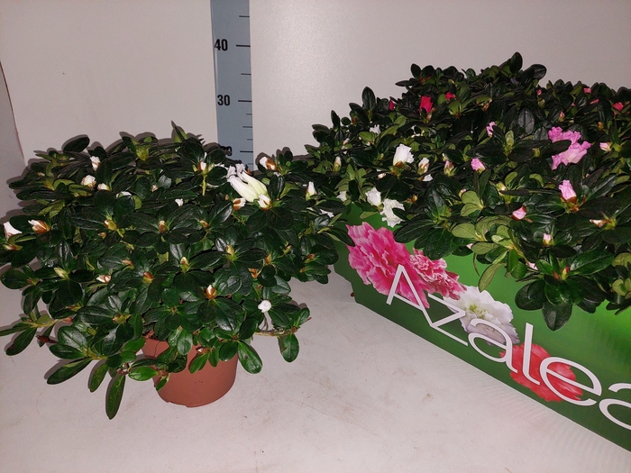 <h4>RHODO SI GEM</h4>