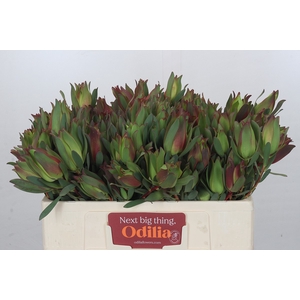 Leucadendron Highlight Spray