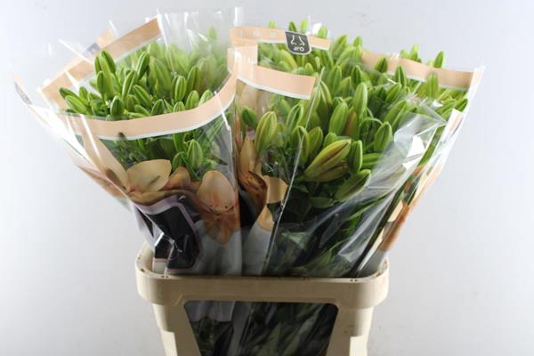 <h4>Li La Menorca</h4>