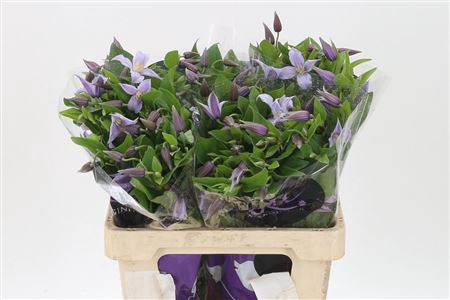 <h4>Clematis Star River Lilac</h4>