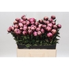 Paeonia The Fawn