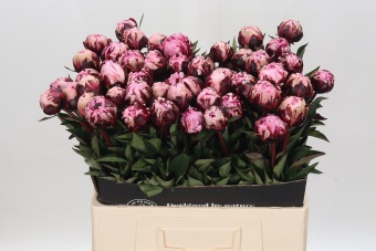 Paeonia The Fawn
