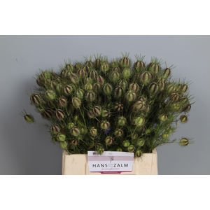 NIGELLA DAMAS.   ..ZAADDOOS  DECO