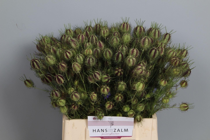 <h4>NIGELLA DAMAS.   ..ZAADDOOS  DECO</h4>