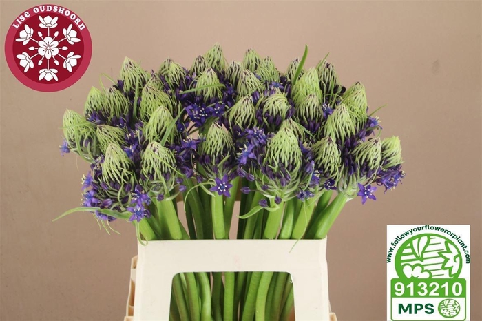 <h4>SCIL PERUVIANA</h4>