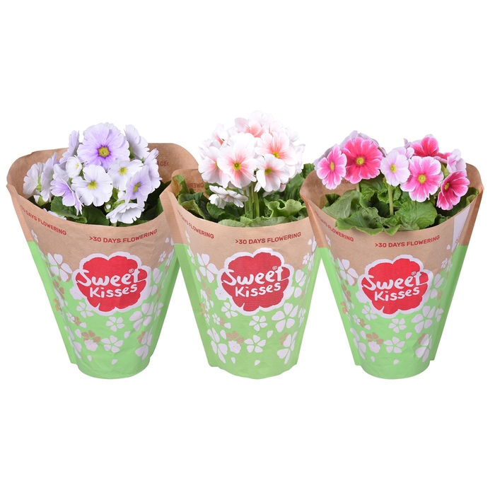 <h4>Primula Sweet Kisses Tweekleurig MixKAR in papieren hoes</h4>