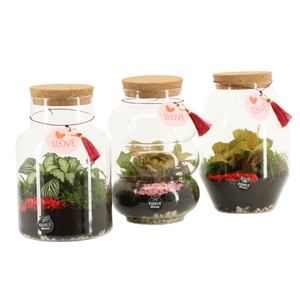 21815: Lovess terrarium