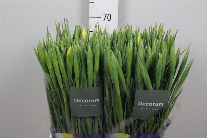 <h4>Iris Apollo</h4>