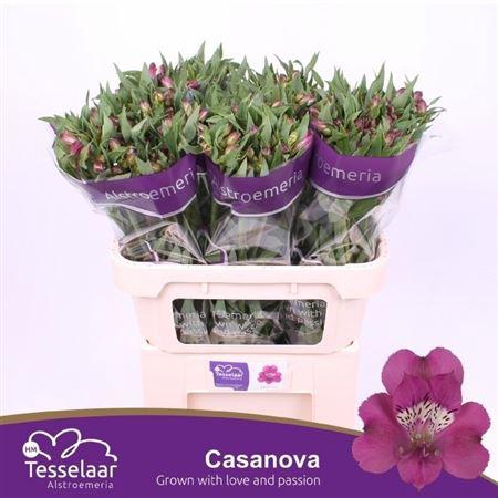 <h4>Alstr Casanova</h4>