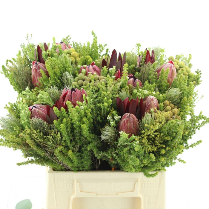 Kaaps Bouquet Protea 2 Flower