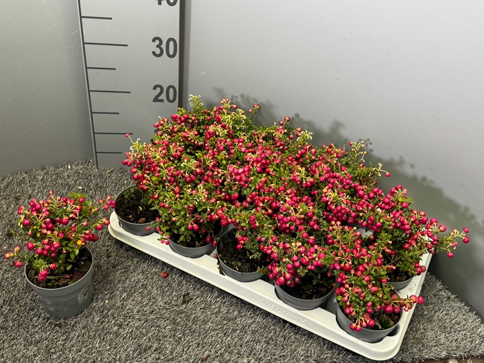 <h4>GAULTH RODE BES</h4>