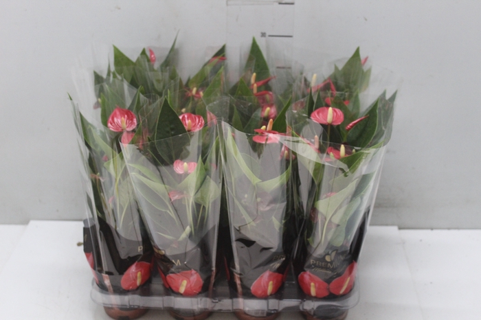 <h4>ANTHURIUM MINI MILLION FLOWERS P09</h4>