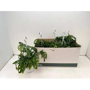 MONSTERA ADANSONII