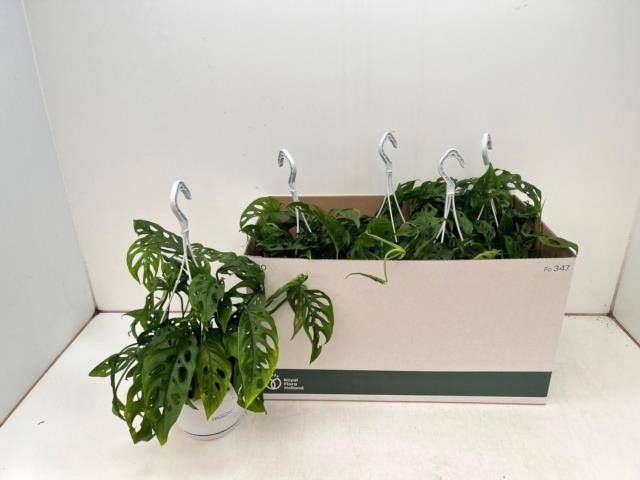 <h4>MONSTERA ADANSONII</h4>