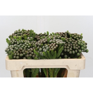 Kaaps Groen Albiflora