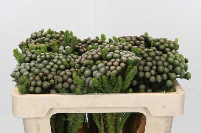 <h4>Kaaps Groen Albiflora</h4>