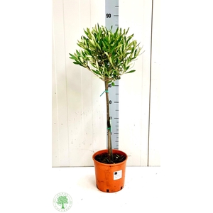 OLEA EUROPAEA