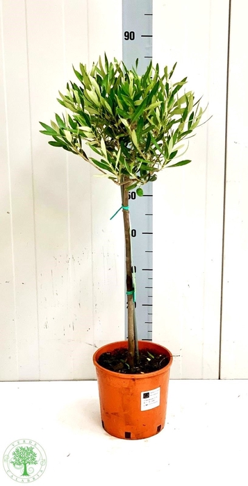 <h4>OLEA EUROPAEA</h4>