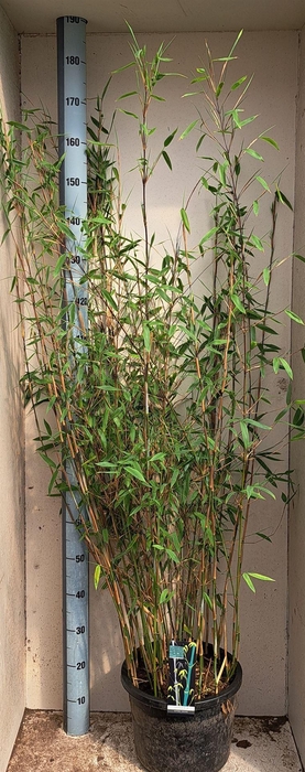 <h4>Fargesia  'Viking'</h4>