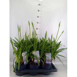 Agapanthus  'Amourette Superb'