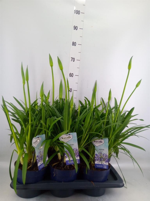 <h4>Agapanthus  'Amourette Superb'</h4>