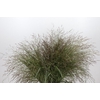 Panicum Warrior