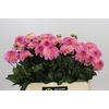 Dahlia Esli