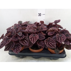 Peperomia caperata   ...