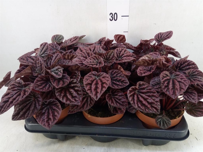 <h4>Peperomia caperata   ...</h4>