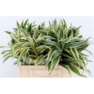 Dracena Sand Victory 42cm