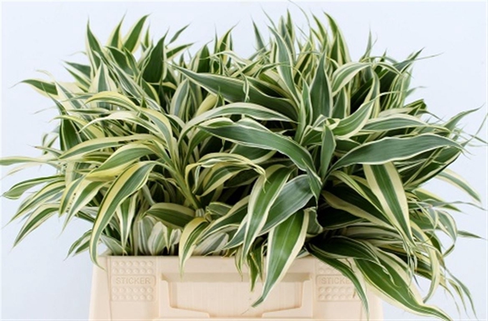<h4>Dracena Sand Victory 42cm</h4>