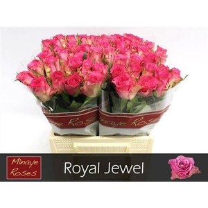 R Gr Royal Jewel