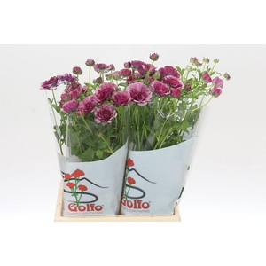 Ranunculus Butterfly Thiva