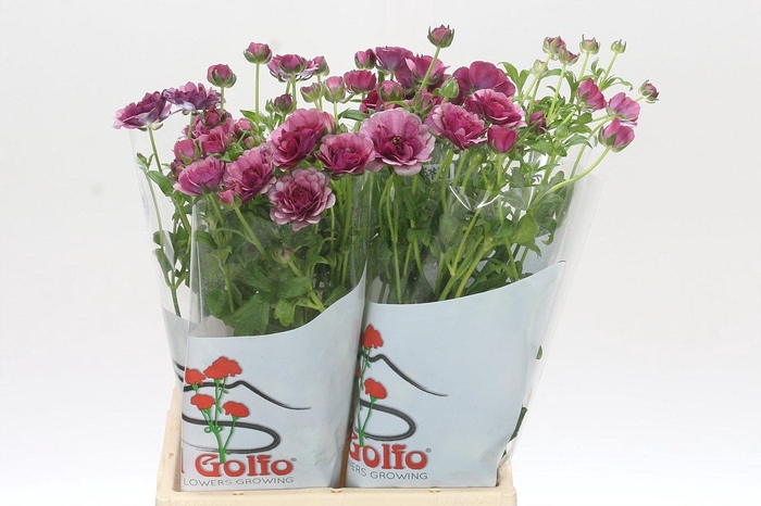 <h4>Ranunculus Butterfly Thiva</h4>