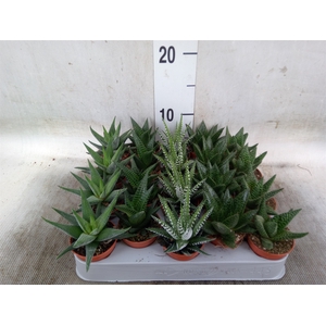Aloe   ...mix