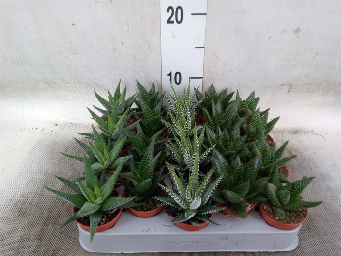 <h4>Aloe   ...mix</h4>