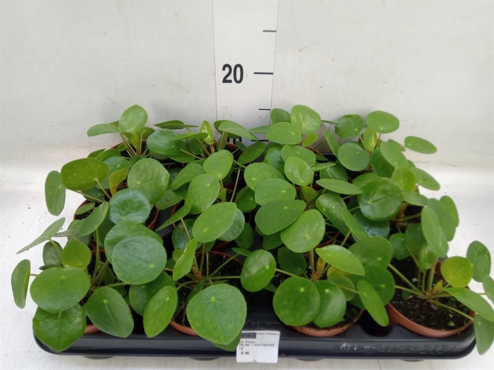 <h4>Pilea peperomioides</h4>