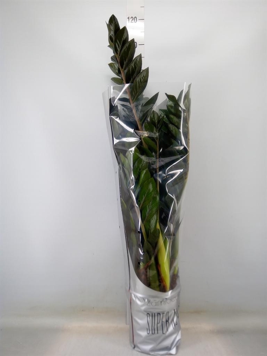 Zamioculcas zamiifolia 'Super Nova'