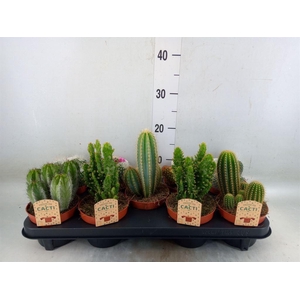 Cactus   ...mix