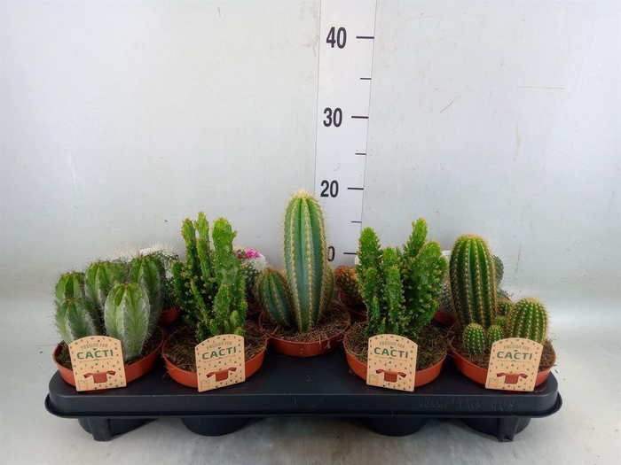 <h4>Cactus   ...mix</h4>