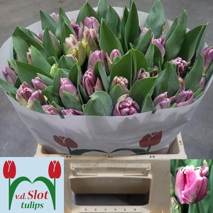 TU PA CRACKER PARROT